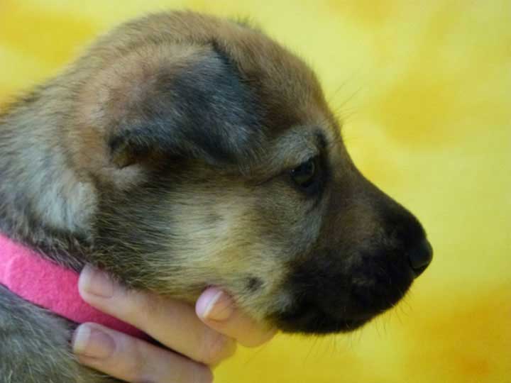 chinook puppy